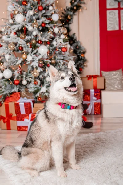 Šedý Husky Pes Sedí Pozadí Novoroční Výzdoby Zdobený Vánoční Stromeček — Stock fotografie