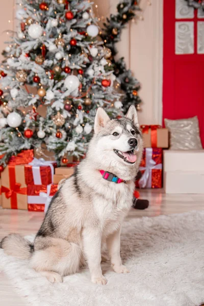 Ein Grauer Husky Hund Sitzt Auf Dem Hintergrund Der Neujahrsdekoration — Stockfoto