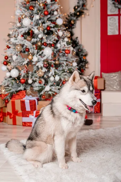 Фоне Новогодних Украшений Украшенной Елки Сидит Серая Хаски Собака — стоковое фото