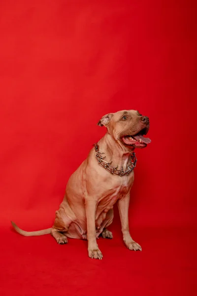 Pit Bull Con Cuello Afilado Sienta Aislado Sobre Fondo Rojo — Foto de Stock