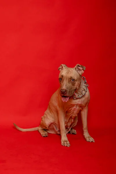 Pit Bull Con Cuello Afilado Sienta Aislado Sobre Fondo Rojo — Foto de Stock