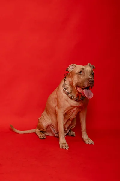 Pit Bull Con Cuello Afilado Sienta Aislado Sobre Fondo Rojo — Foto de Stock