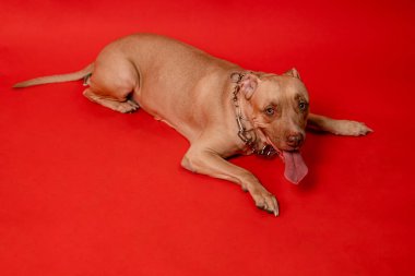 Pit bull with a sharp collar lies isolated on a red background. The fighting dog is waiting peacefully and calmly.