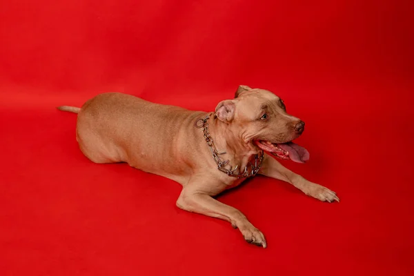 Pit Bull Sharp Collar Lies Isolated Red Background Fighting Dog — Stockfoto