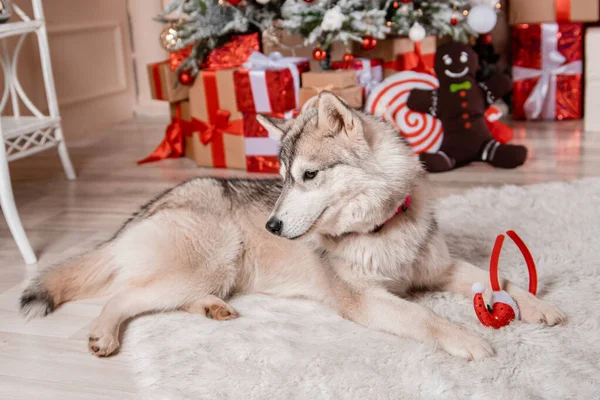 Ein Grauer Husky Hund Liegt Auf Dem Hintergrund Der Neujahrsdekoration — Stockfoto