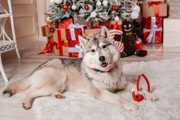 Szary Husky Pies Leży Tle Dekoracji Nowego Roku Ozdobionej Choinki — Zdjęcie stockowe