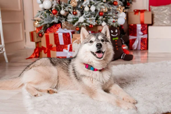 Szary Husky Pies Leży Tle Dekoracji Nowego Roku Ozdobionej Choinki — Zdjęcie stockowe
