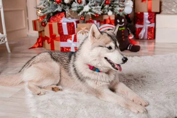 Szary Husky Pies Leży Tle Dekoracji Nowego Roku Ozdobionej Choinki — Zdjęcie stockowe