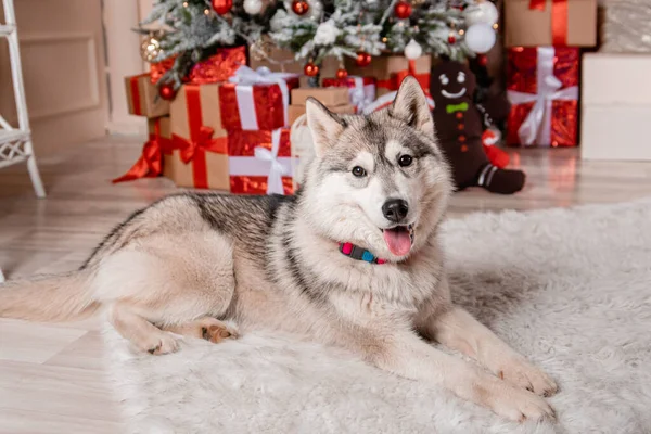 Cão Husky Cinza Encontra Fundo Das Decorações Ano Novo Uma — Fotografia de Stock