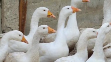 Bulutlu bir günde açık bir otlakta beyaz kazlar gıdaklıyor. Sesli video.
