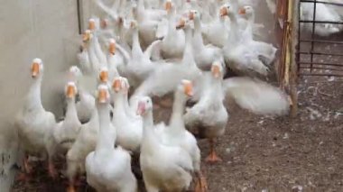 Bulutlu bir günde açık bir otlakta beyaz kazlar gıdaklıyor. Sesli video.