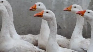 Büyük bir beyaz kaz sürüsü gıdaklıyor ve açık havada koşuyor. Çiftlikte yürüyen kümes hayvanları için bir yer. Sesli video.