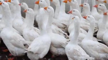 Büyük bir beyaz kaz sürüsü gıdaklıyor ve açık havada koşuyor. Çiftlikte yürüyen kümes hayvanları için bir yer. Sesli video.