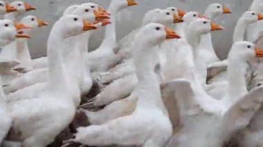 Büyük bir beyaz kaz sürüsü gıdaklıyor ve açık havada koşuyor. Çiftlikte yürüyen kümes hayvanları için bir yer. Sesli video.