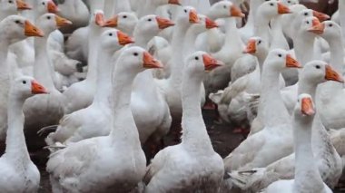 Büyük bir beyaz kaz sürüsü gıdaklıyor ve açık havada koşuyor. Çiftlikte yürüyen kümes hayvanları için bir yer. Sesli video.