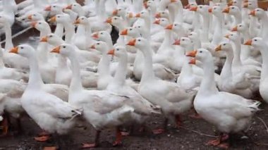 Büyük bir beyaz kaz sürüsü gıdaklıyor ve açık havada koşuyor. Çiftlikte yürüyen kümes hayvanları için bir yer. Sesli video.