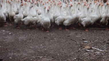 Ağır çekimde, büyük beyaz kaz sürüsü dışarıda yürüyor ve koşuyor. Çiftlikte yürüyen kümes hayvanları için bir yer.