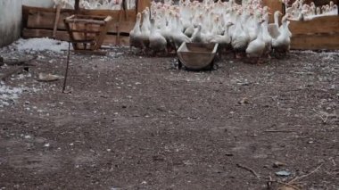 Ağır çekimde, büyük beyaz kaz sürüsü dışarıda yürüyor ve koşuyor. Çiftlikte yürüyen kümes hayvanları için bir yer.