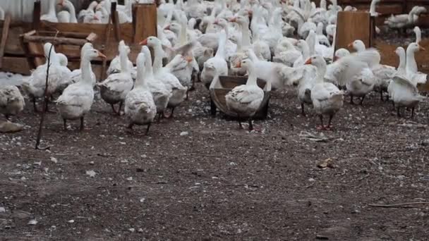 Ağır Çekimde Büyük Beyaz Kaz Sürüsü Dışarıda Yürüyor Koşuyor Çiftlikte — Stok video