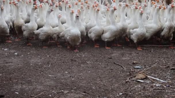 Ağır Çekimde Büyük Beyaz Kaz Sürüsü Dışarıda Yürüyor Koşuyor Çiftlikte — Stok video