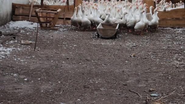 Ağır Çekimde Büyük Beyaz Kaz Sürüsü Dışarıda Yürüyor Koşuyor Çiftlikte — Stok video