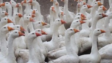 Ağır çekimde, büyük beyaz kaz sürüsü dışarıda yürüyor ve koşuyor. Çiftlikte yürüyen kümes hayvanları için bir yer.