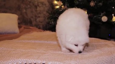 Genç, beyaz ve pofuduk bir köpek yavrusu Noel ağacının arka planında bir yatakta..