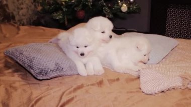 A young white and fluffy puppies of a Samoyed dog on a bed against the backdrop of a Christmas tree.