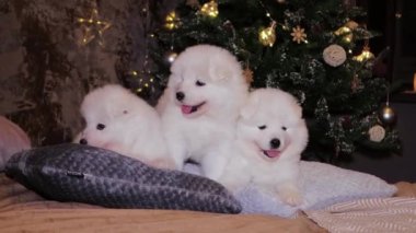 A young white and fluffy puppies of a Samoyed dog on a bed against the backdrop of a Christmas tree.