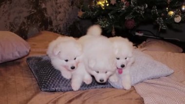 A young white and fluffy puppies of a Samoyed dog on a bed against the backdrop of a Christmas tree.