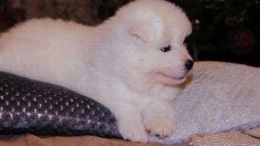 A young white and fluffy puppies of a Samoyed dog on a bed against the backdrop of a Christmas tree.