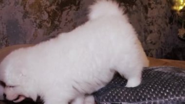 A young white and fluffy puppies of a Samoyed dog on a bed against the backdrop of a Christmas tree.