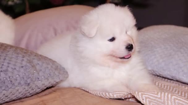 Egy Fiatal Fehér Bolyhos Kutyakölyök Egy Szamoyed Kutyával Ágyon Egy — Stock videók