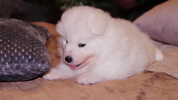Young White Fluffy Puppy Samoyed Dog Bed Backdrop Christmas Tree — Stock Video
