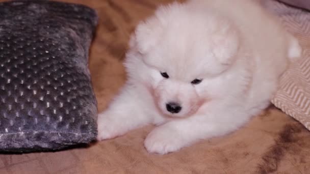 Portrait White Fluffy Samoyed Puppy Lying Sofa — Stock videók
