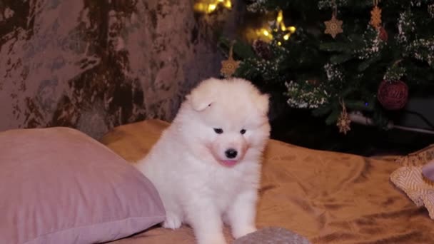 Young White Fluffy Puppy Samoyed Dog Bed Backdrop Christmas Tree — Stock Video