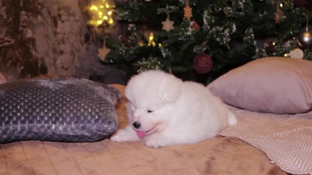 一只毛茸茸的小狗狗 毛茸茸的 毛茸茸的 毛茸茸的 毛茸茸的 躺在圣诞树下的床上 — 图库视频影像