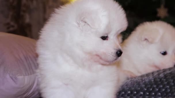 Egy Fiatal Fehér Bolyhos Kutyakölyök Egy Szamoyed Kutyával Ágyon Egy — Stock videók