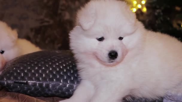 Young White Fluffy Puppy Samoyed Dog Bed Backdrop Christmas Tree — Stock Video