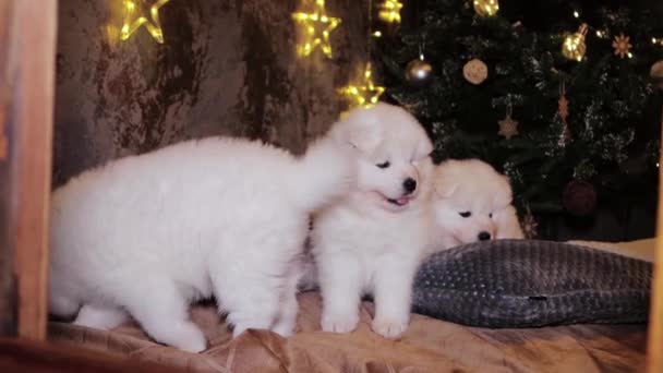 Young White Fluffy Puppies Samoyed Dog Bed Backdrop Christmas Tree — Stockvideo