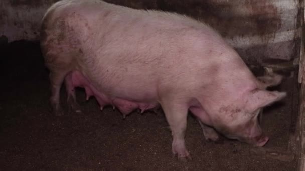 屋内の農場では 汚れた豚 肉のための繁殖豚 豚の繁殖 工業用畜産物 — ストック動画