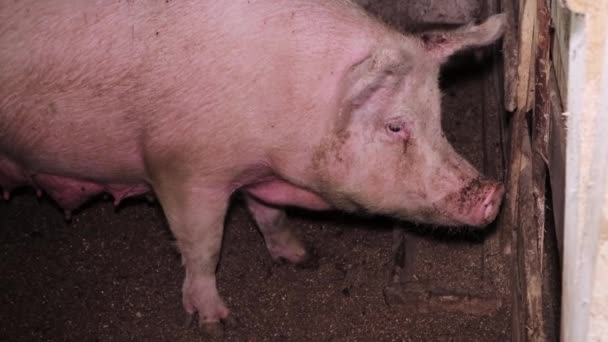 Взрослая Жирная Грязная Свинья Ферме Разведение Свиней Мяса Свиноводства Промышленное — стоковое видео