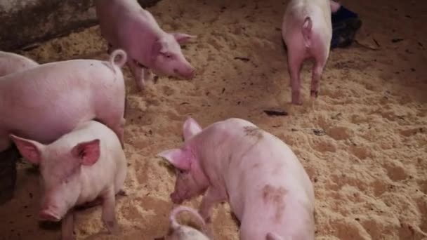 Porcelets Dans Une Ferme Intérieur Porcs Élevage Pour Viande Élevage — Video