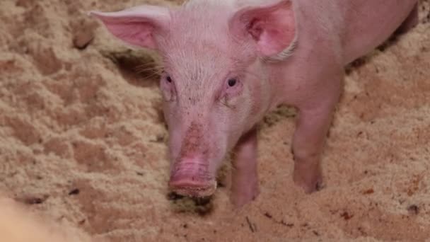 Retrato Porquinho Porco Sujo Numa Quinta Dentro Casa Reprodução Suínos — Vídeo de Stock