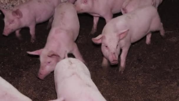 农场的小猪在室内 肉用猪的繁殖 猪的繁殖 工业畜牧业 — 图库视频影像