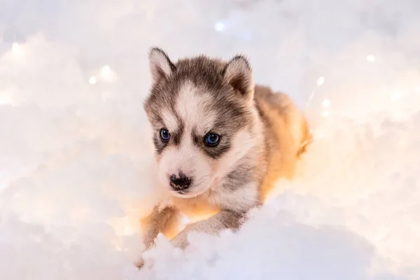 Little One Half Month Old Husky Puppy White Fluff Luminous — Zdjęcie stockowe