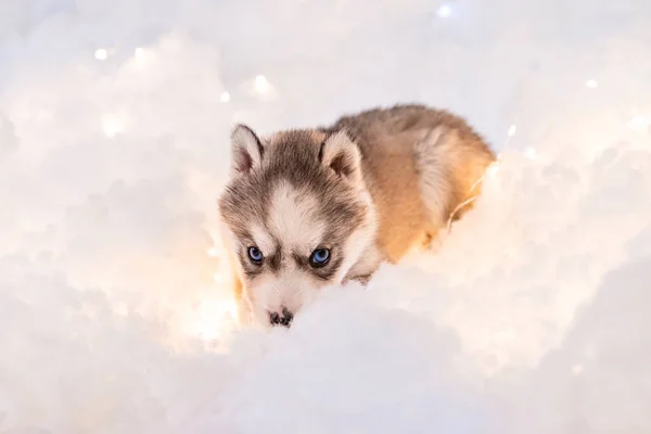 Little One Half Month Old Husky Puppy White Fluff Luminous — Stock fotografie