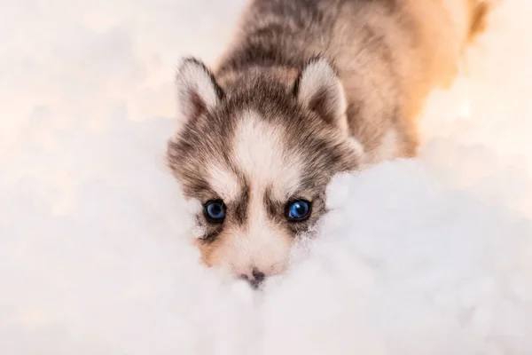Little One Half Month Old Husky Puppy White Fluff Luminous — Stock fotografie