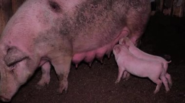 Kapalı bir çiftlikte küçük domuzcukları olan yetişkin, şişman, pis bir domuz. Domuzcuklar domuzdan süt yerler. Et için domuz yetiştiriyor, domuz yetiştiriyor. Endüstriyel hayvancılık.