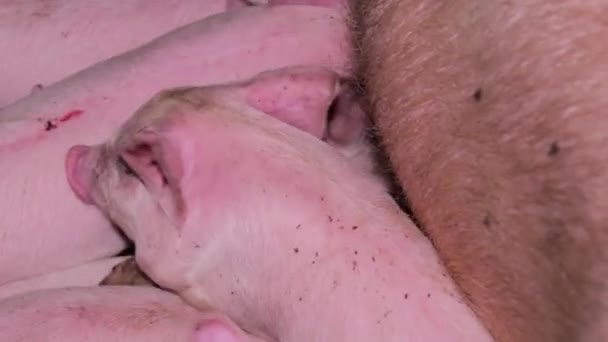 Κοντινό Πλάνο Γουρουνιών Που Ρουφάνε Γάλα Από Ένα Μεγάλο Γουρούνι — Αρχείο Βίντεο